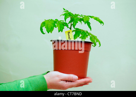 Person, die eine Tomatenpflanze Stockfoto