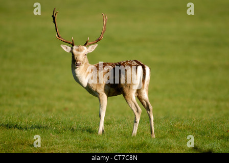 Ein Damhirsch Bock auf Rasen im Herbst UK Stockfoto