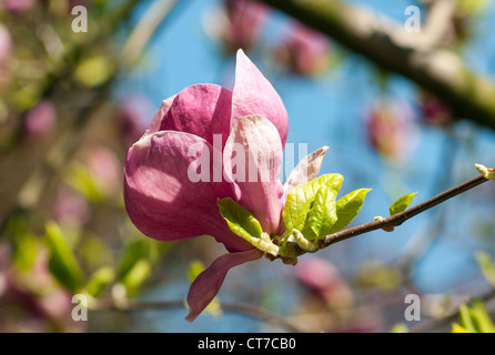 Blühende Magnolia Soulangeana (Untertasse Magnolia) Rustica Rubra, Smetanovy Sady, Olomouc, Tschechische Republik Stockfoto