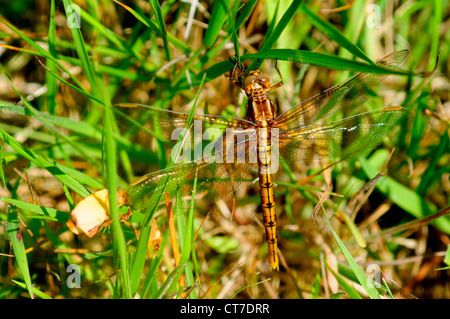 Eine gekielte Abstreicheisen Libelle in Ruhe UK Stockfoto