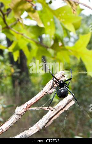 Schwarze Witwe (Latrodectus Mactans) Stockfoto