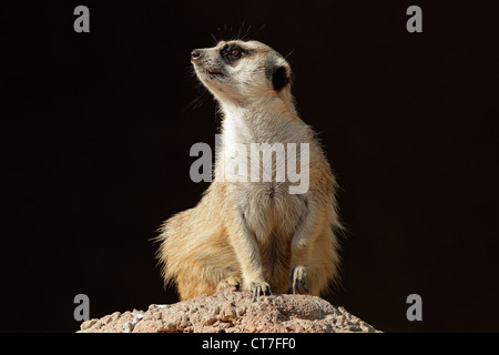 Alert Erdmännchen (Suricata Suricatta) auf der Hut auf einem Ameisenhaufen, Südafrika Stockfoto