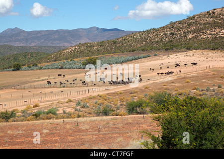 Landschaftsblick auf einer Straussenfarm in der Karoo-Region in Western Cape, Südafrika Stockfoto