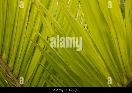 Trachycarpus Fortunei (Chusan Palm, Windmühle Palme oder chinesische Windmühle Palme) Großaufnahme der Palmwedel Stockfoto