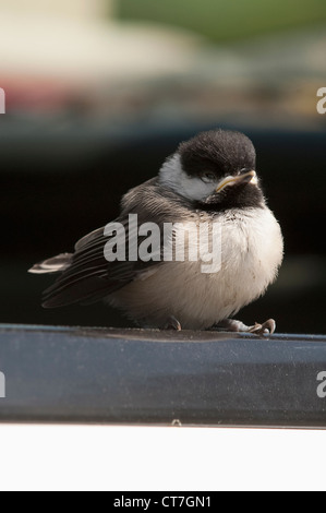 Ein Baby schwarz-capped Meise sitzt auf dem Fensterrand eines Fahrzeugs. Stockfoto