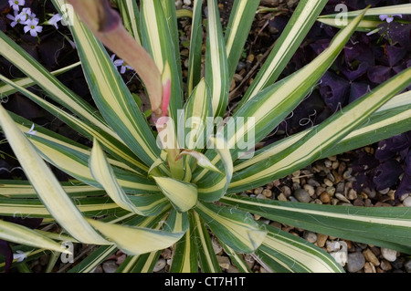 Bunte Blüte der Yucca Pflanzen Stockfoto