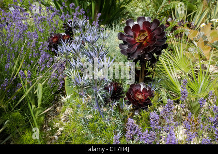 Lavendel Lavandula Angustifolia 'Munstead', Eryngium Bourgatii 'Picos Blue' und Aeonium Arboreum var. Atropurpureum "Zwartkop" Stockfoto