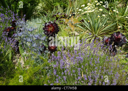 Lavendel Lavandula Angustifolia 'Munstead', Eryngium Bourgatii 'Picos Blue' und Aeonium Arboreum var. Atropurpureum "Zwartkop" Stockfoto