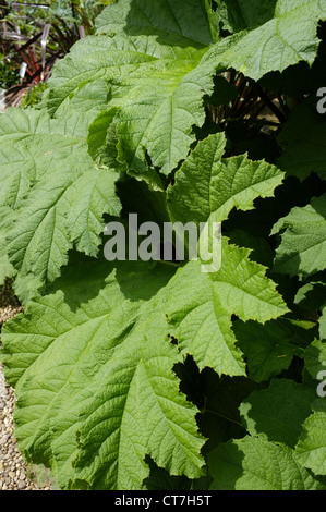 Gunnera Manicata oder Riesen Rhabarber, gebürtig aus Brasilien Stockfoto