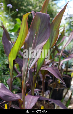 CANNA "Intrige" indischen Familie erschossen: Cannaceae Stockfoto