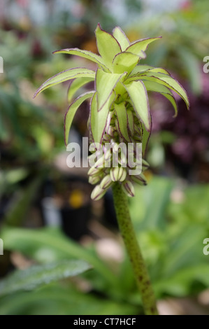 Eucomis Bicolor oder Ananas Lilie - Familie: Asparagaceae, aus Südafrika Stockfoto