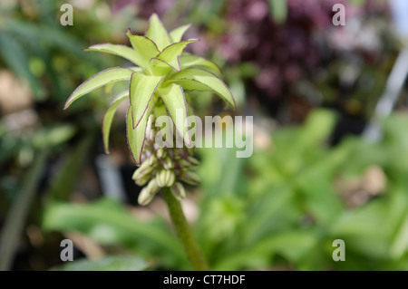 Eucomis Bicolor oder Ananas Lilie - Familie: Asparagaceae, aus Südafrika Stockfoto