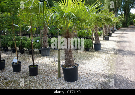 Reihen von Topfpflanzen Palmen (Trachycarpus Fortunei) in einer exotischen Pflanze Baumschule Stockfoto