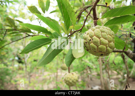 Pudding Äpfel oder Zucker Äpfel oder Annona Squamosa Linn. wächst auf einem Baum im Garten in Thailand Stockfoto