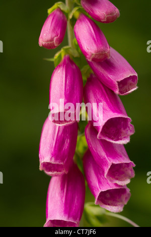 Gemeinsamen Fingerhut, Digitalis Purpurea, Tehidy Country Park, Cornwall, UK Stockfoto