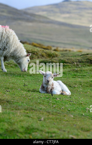 Dartmoor Whiteface Ewe und Lamm auf Dartmoor mit ja Tor und Tor West Mühle im Hintergrund Stockfoto