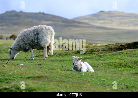 Dartmoor Whiteface Ewe und Lamm auf Dartmoor mit ja Tor und Tor West Mühle im Hintergrund Stockfoto