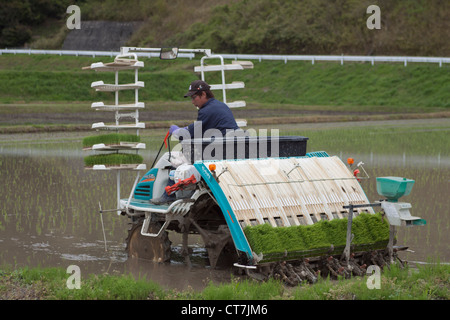 Pflanzmaschine häufig in ländlichen japanische Landwirtschaft Reis. Stockfoto