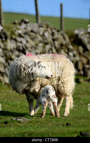 Neu geboren Lamm, Spanferkel auf Dartmoor Stockfoto