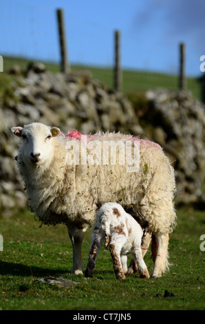 Neu geboren Lamm, Spanferkel auf Dartmoor Stockfoto