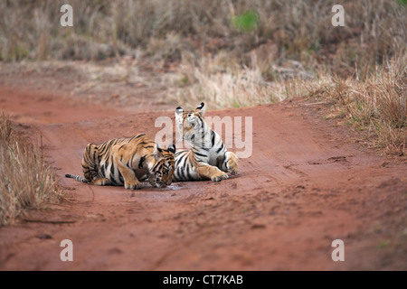 Bengal Tiger Cubs auf dem Feldweg bei Telia Region im Tadoba Wald, Indien (Panthera Tigris) Stockfoto