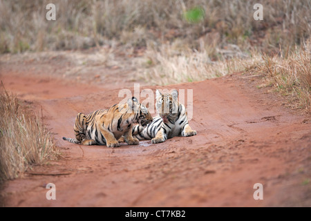 Bengal Tiger Cubs auf dem Feldweg bei Telia Region im Tadoba Wald, Indien (Panthera Tigris) Stockfoto