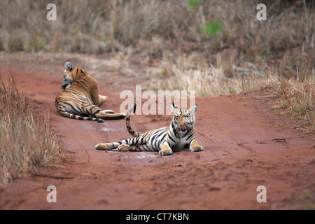 Bengal Tiger Cubs auf dem Feldweg bei Telia Region im Tadoba Wald, Indien (Panthera Tigris) Stockfoto