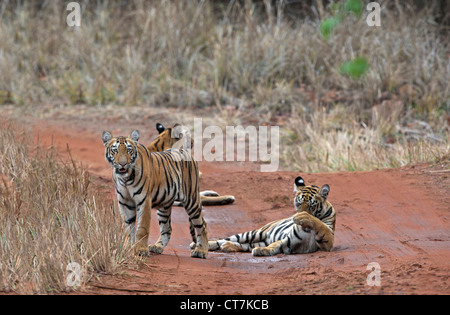 Bengal Tiger Cubs auf dem Feldweg bei Telia Region im Tadoba Wald, Indien (Panthera Tigris) Stockfoto