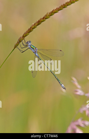 Männliche Emerald Damselfly Stockfoto