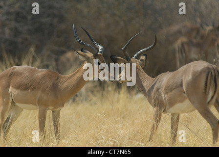 Black-faced Impala (Aepyceros Melampus), Etosha Nationalpark, Namibia Stockfoto