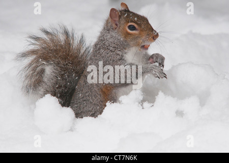 Graue Eichhörnchen, Sciurus Carolinensis, Graben im Schnee, um Nahrung zu finden Stockfoto