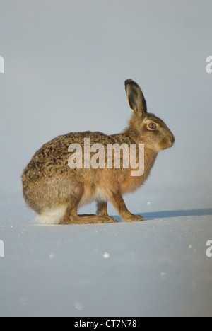 Brauner Hase (Lepus Capensis) auf Schnee, Schottland Stockfoto