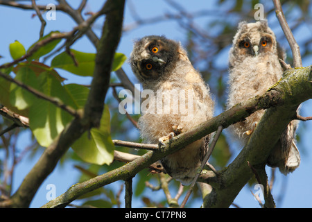 Junge Vögel von der Waldohreule (Asio Otus) sitzen in den Zweigen eines Baumes Nussbaum Stockfoto