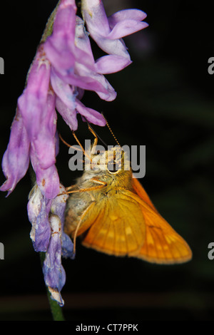 Kleine Skipper (Thymelicus Sylvestris) während der Nektar saugen auf einer Blume - Portrait Stockfoto