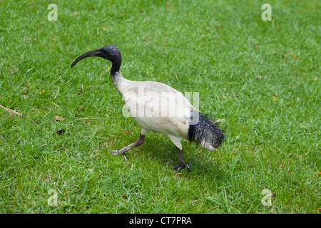 Eine australische Ibis Vogel im Hyde Park in Sydney. Stockfoto