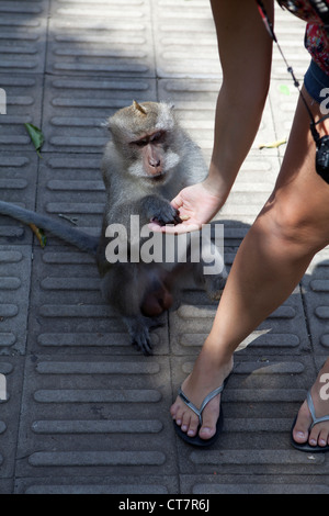 Lange tailed Makaken-Affen in Ubuds Heiliger Affenwald, Bali, Indonesien. Stockfoto