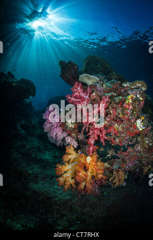 Weichkorallen und Sunburst in Raja Ampat, Indonesien Stockfoto