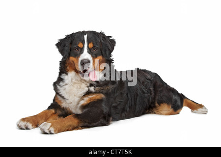 Berner Sennenhund vor einem weißen Hintergrund Stockfoto