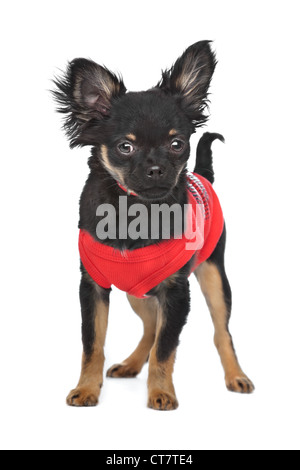 Chihuahua mit rotem Hemd vor einem weißen Hintergrund Stockfoto