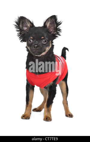 Chihuahua mit rotem Hemd vor einem weißen Hintergrund Stockfoto