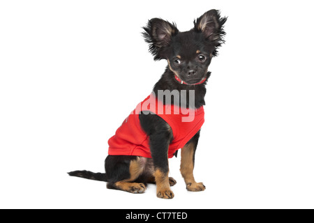 Chihuahua mit rotem Hemd vor einem weißen Hintergrund Stockfoto
