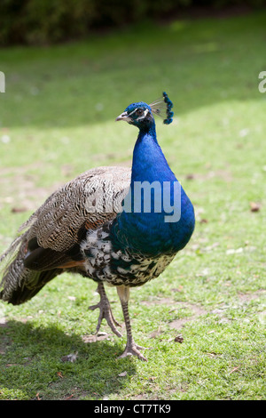 Pfauen stolzieren herum einen Hof. Stockfoto