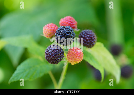 Rubus Occidentalis. Schwarze Himbeere Fruchtreife auf den Busch. Stockfoto