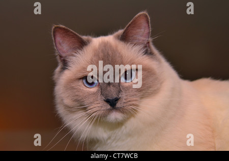 Ragdoll Katze Stockfoto