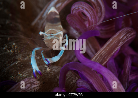 (Periclimenes Magnificus) Comensal Garnelen auf Anemone auf Pante Parigi Tauchplatz, Lembeh Straße, Indonesien Stockfoto