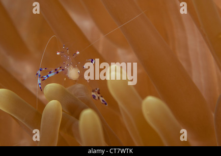 Periclemenes Tosaensis Kommensalen Garnelen tanzt auf einer Anemone in der Lembeh-Straße von Indonesien Stockfoto