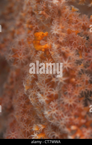 Pygmäen-Seepferdchen (Hippocampus Denise) auf Gorgonien Fan Koralle auf Nudi Retreat 2 Tauchplatz in der Lembeh-Straße von Indonesien Stockfoto