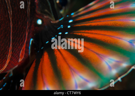 Flossen des Zebra Rotfeuerfische (Dendrochirus Zebra) in der Lembeh-Straße von Indonesien Stockfoto