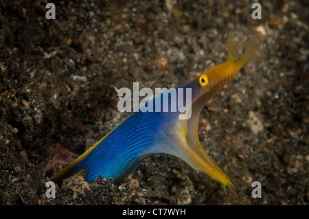 Multifunktionsleiste Aal (Rhinomuraena Quaesita) auf die Aer Prang 3 Tauchplatz in der Lembeh-Straße Stockfoto