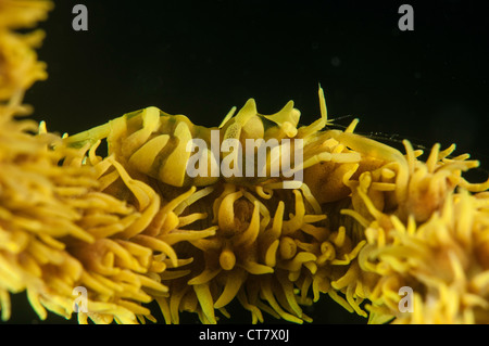 (Pontonides Unciger) Peitsche Korallen Partner Garnelen auf Peitsche Korallen auf Hairball 2 Tauchplatz, Lembeh Straße, Indonesien Stockfoto